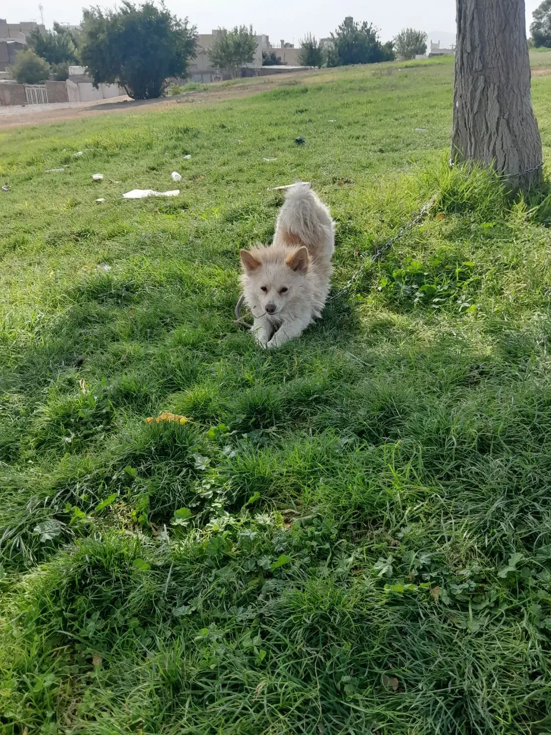 سگ پامر روباهی|سگ|خرمآباد, |دیوار