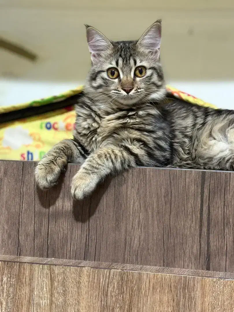 گربه گمشده|حیوانات|برازجان, |دیوار