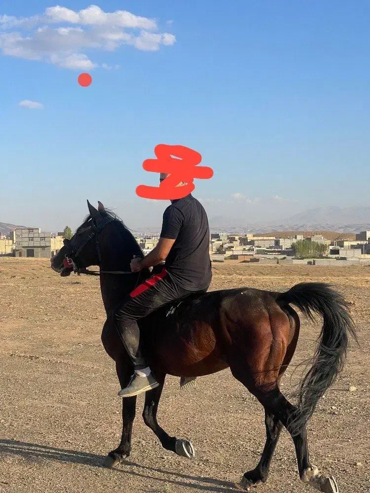 اسب|اسب و تجهیزات اسب‌سواری|تبریز, |دیوار