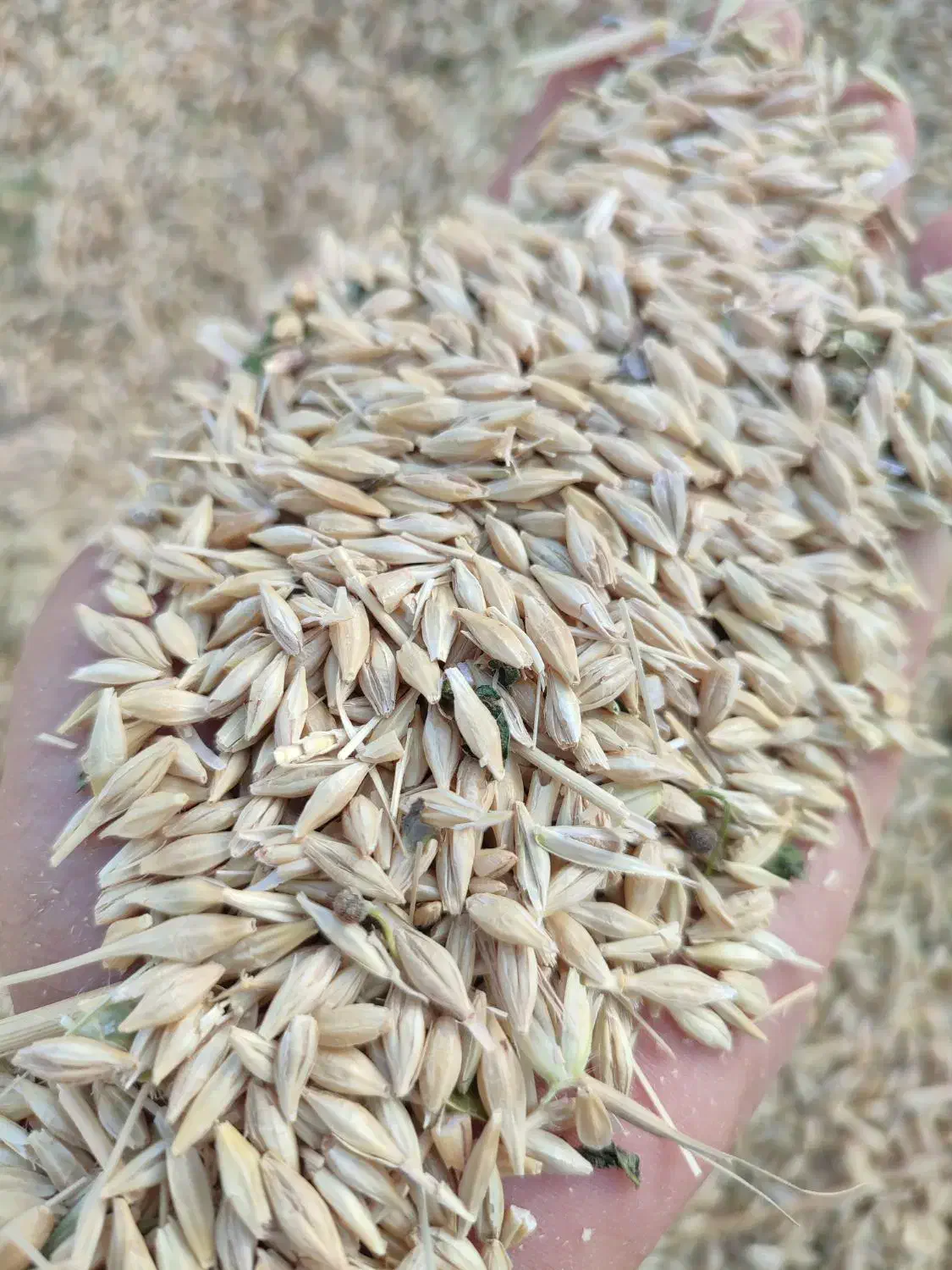 جو دیم|حیوانات مزرعه|مسجد سلیمان, |دیوار