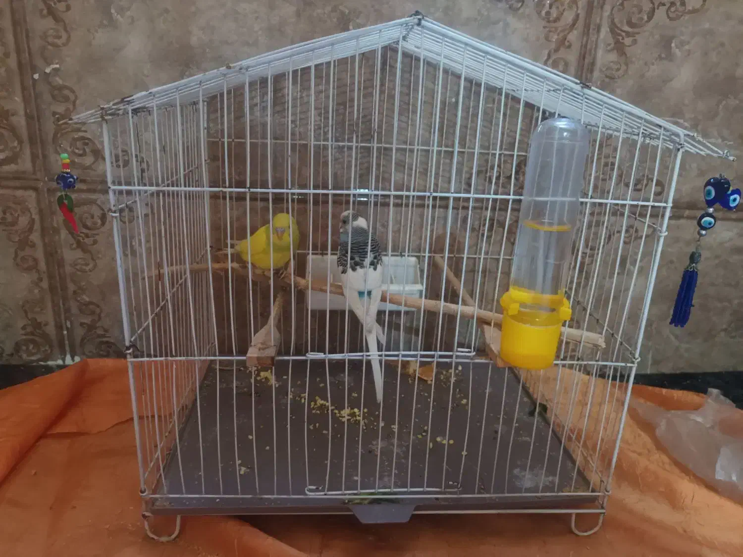 مرغ عشق سالم وسرحال|پرنده|ری, ظهیرآباد|دیوار