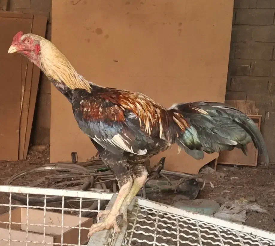 فروش یا معاوضه خروس لاری|حیوانات مزرعه|بابل, |دیوار