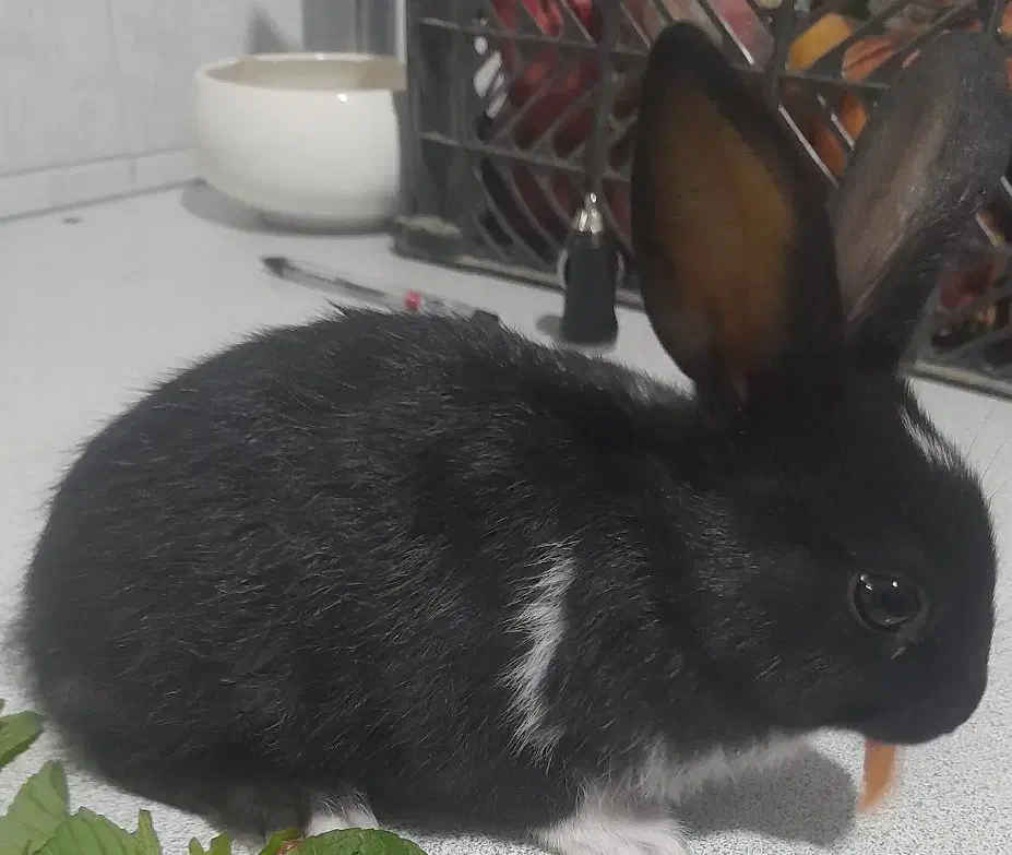 بچه خرگوش مشکی|موش و خرگوش|شیراز, فرگاز|دیوار