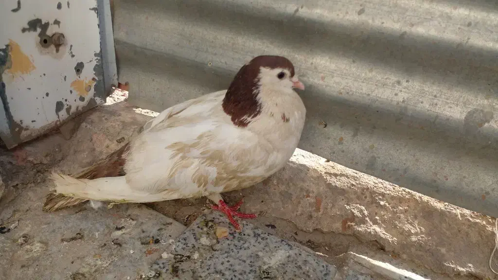 کفتر خال دم|پرنده|شیروان (خراسان), |دیوار