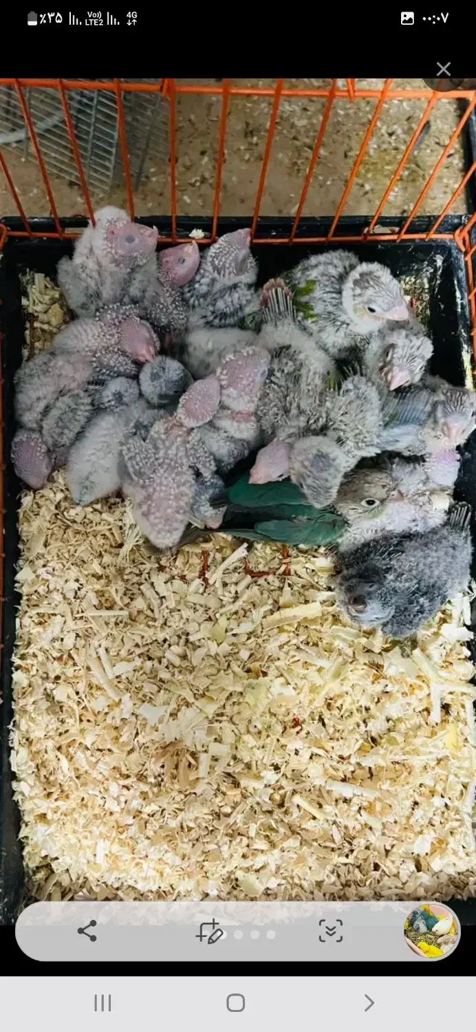 واگذاری  پرنده ی شما|پرنده|قم, پردیسان|دیوار