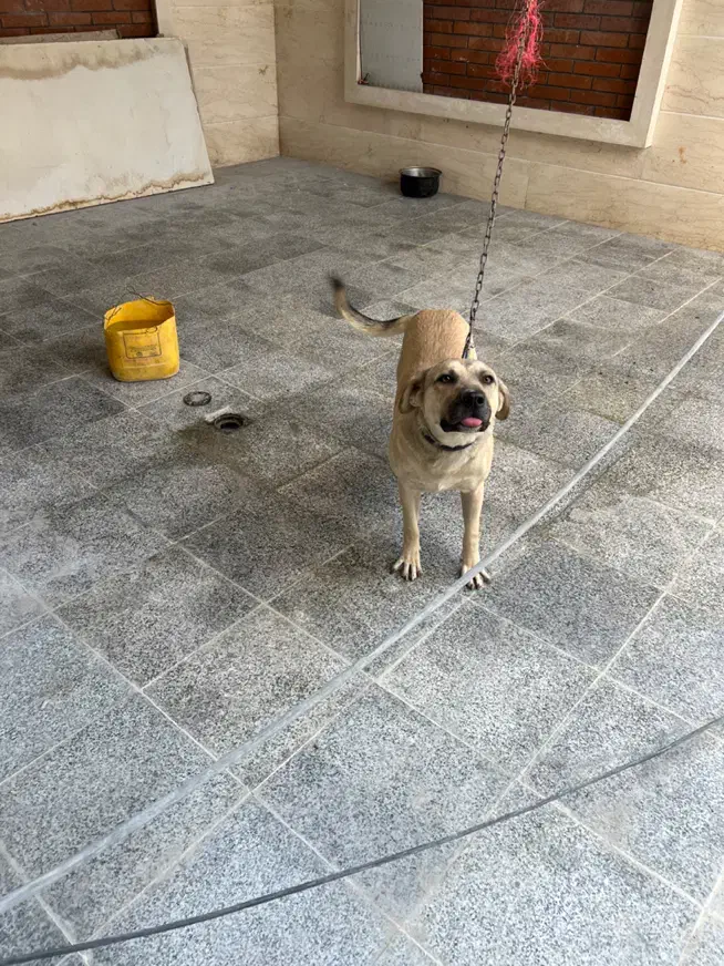 سگ نگهبان|سگ|بومهن, |دیوار