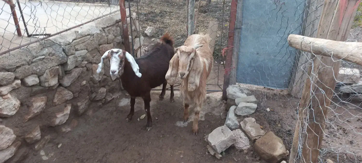 فروش بز|حیوانات مزرعه|سرپل ذهاب, |دیوار