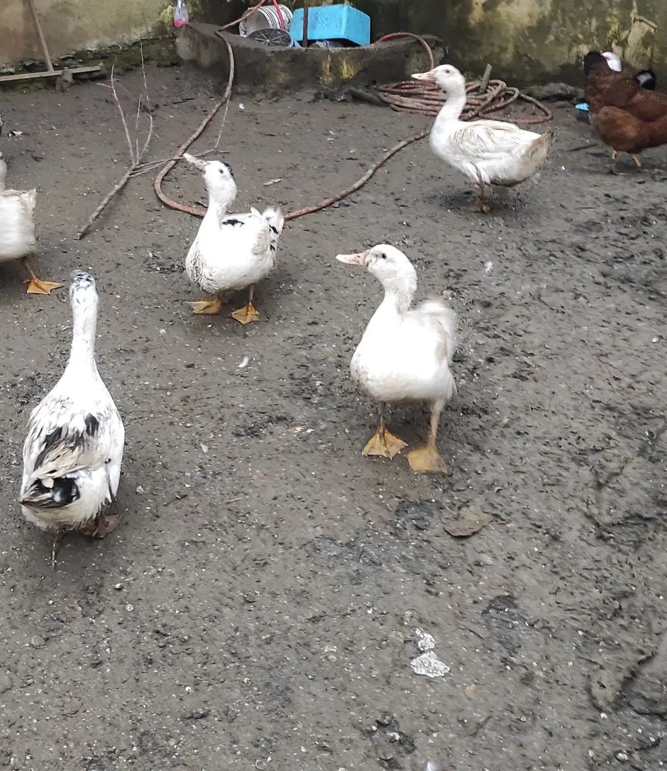 اوردک امریکایی|حیوانات مزرعه|آستارا, |دیوار