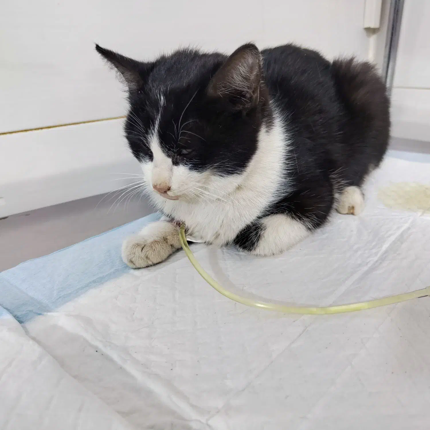 گربه گمشده|حیوانات|سنندج, |دیوار