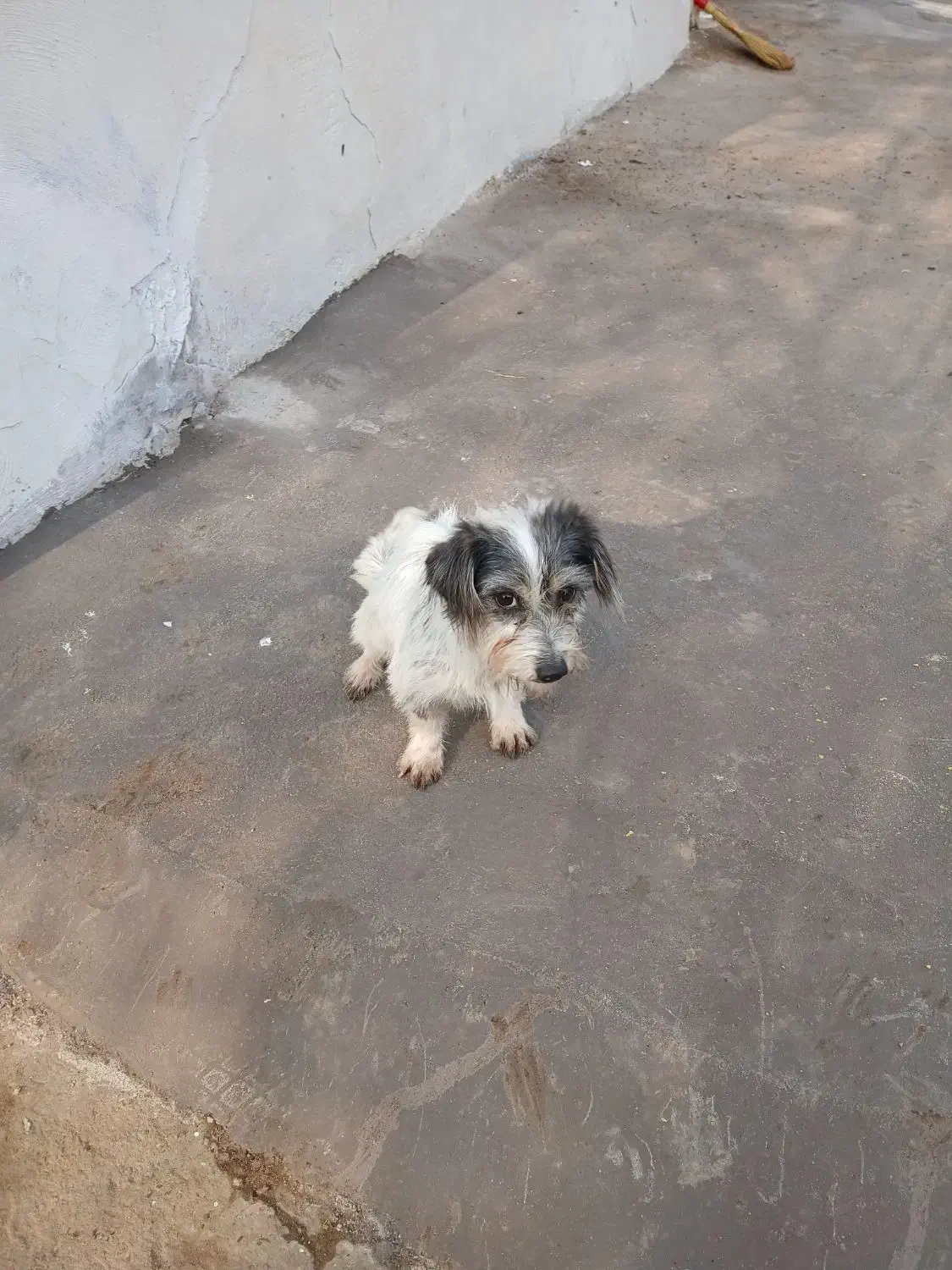 پاکوتاه نژاد شیتزو.سویسی.|سگ|آستانه اشرفیه, |دیوار