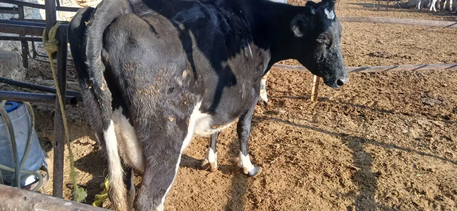 گاو شکم دوم ده‌روز تازایش|حیوانات مزرعه|زرقان, |دیوار