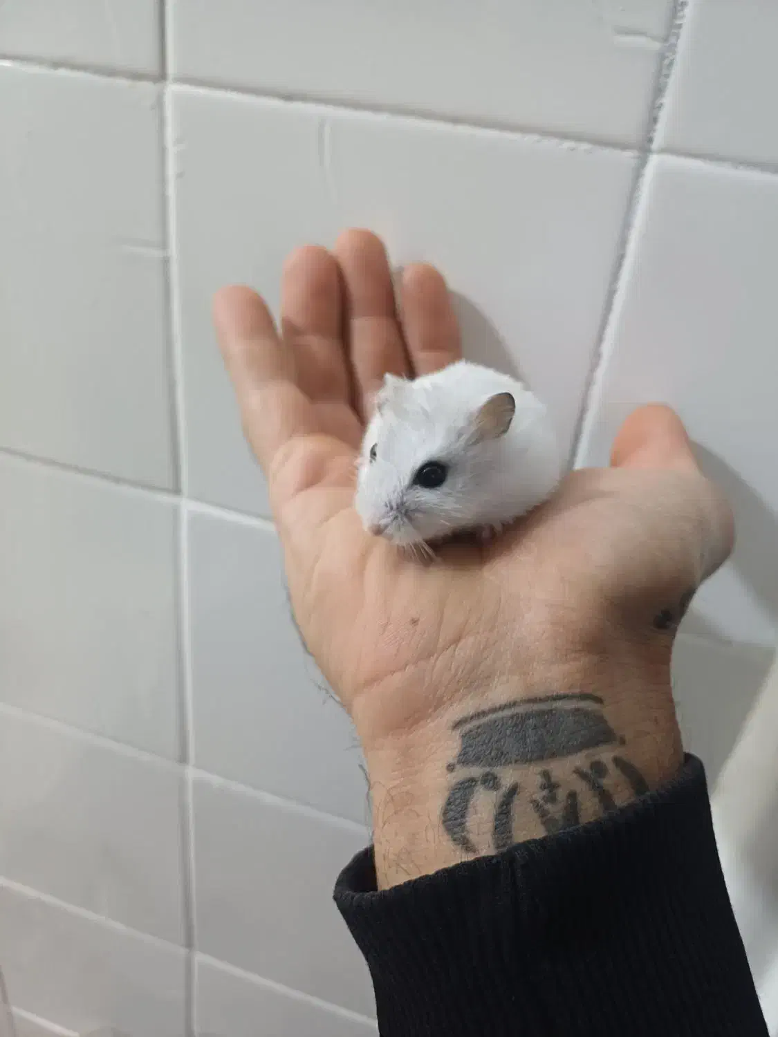 همستر خونگی|موش و خرگوش|یزد, |دیوار