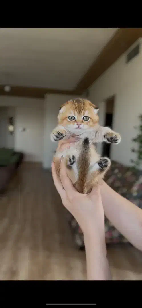 بچه گربه اسکاتیش گلد اصیل|گربه|تهران, سازمان برنامه جنوبی|دیوار