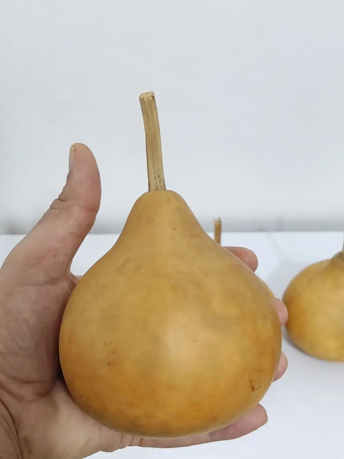 کدو گورد (gourd)|گل و گیاه طبیعی|تهران, زرگنده|دیوار