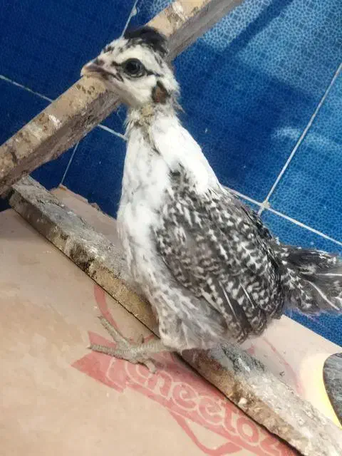 جوجه مرغ وخروس 1ماه|حیوانات مزرعه|بیرجند, |دیوار