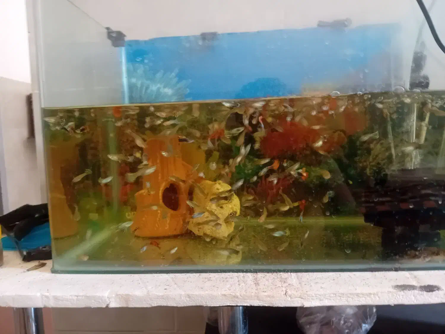 ماهی آکواریوم گوپی سالم سرحال|ماهی|سیرجان, |دیوار