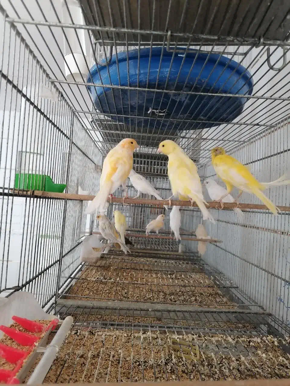 عروس هلندی فنچ سره مرغ عشق قناری کفتر|پرنده|نجف‌آباد, گلدشت|دیوار