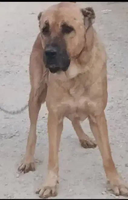 سگ سرابی نگهبان گارد چهارستون سالم|سگ|پاکدشت, پاکدشت (مامازند)|دیوار