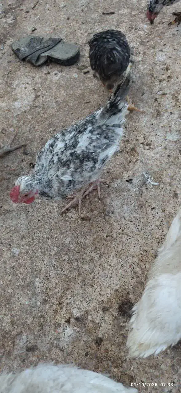 ۵ عدد خروس|حیوانات مزرعه|نجفآباد, جعفرآباد|دیوار