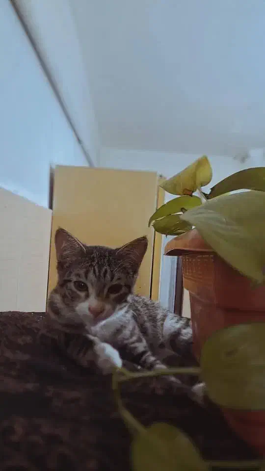 واگذاری گربه چهارماهه|گربه|تهران, شهرآرا|دیوار