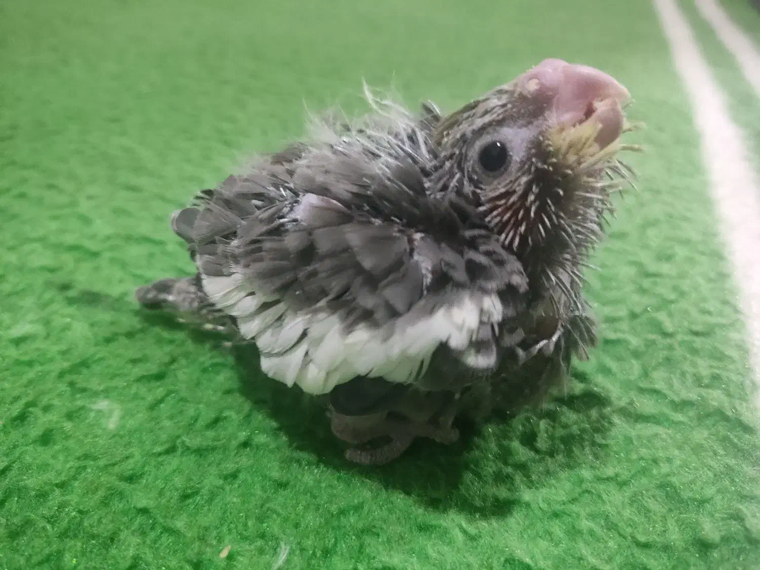 جوجه عروس هلندی سرلاکی|پرنده|بیرجند, |دیوار