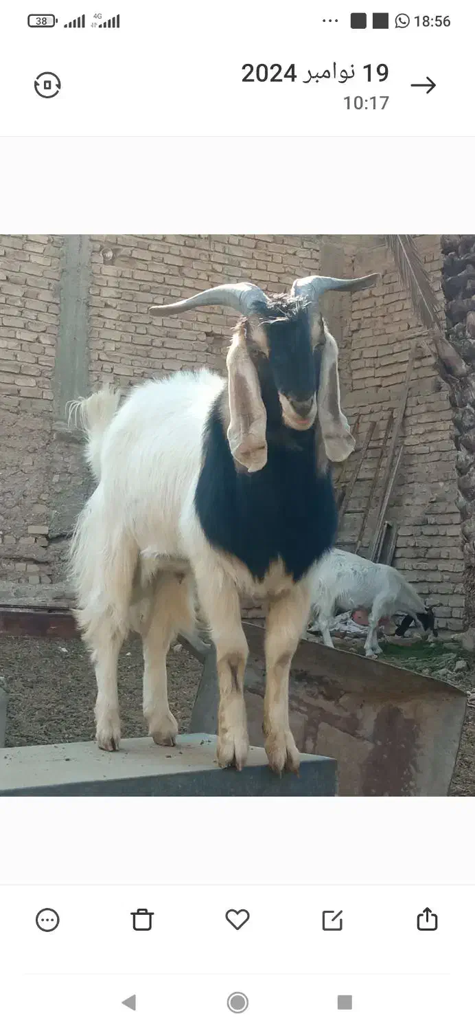 دوبر|حیوانات مزرعه|شیبکوه (فارس), |دیوار