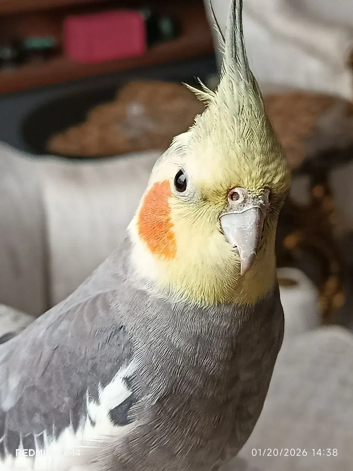 گمشده|حیوانات|محمدشهر, محمدشهر|دیوار