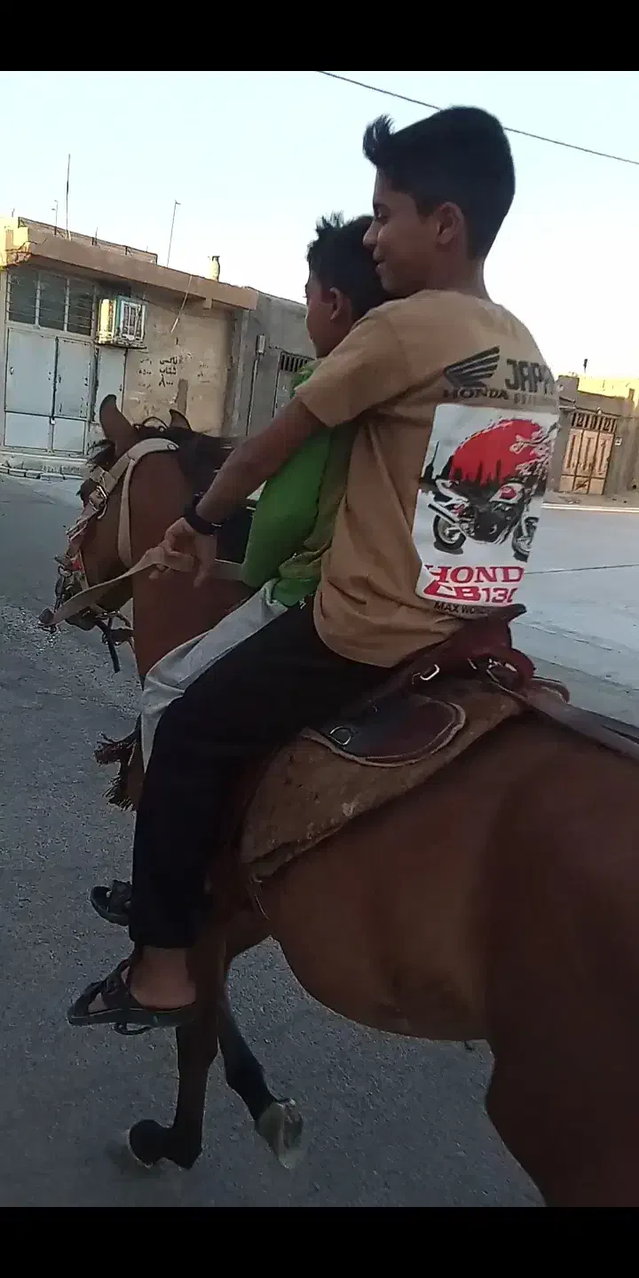 کره نریون 3 سال|اسب و تجهیزات اسب‌سواری|خلیل آباد, |دیوار