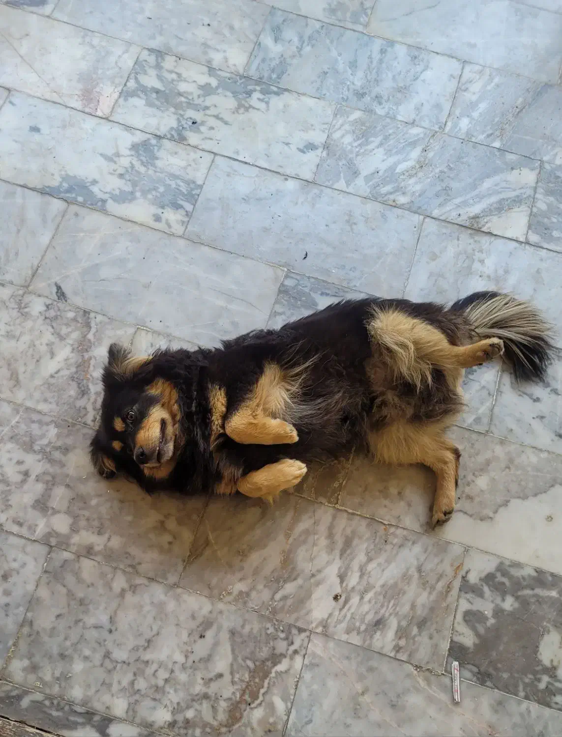 سگ فینیش لفند اشپیتز|سگ|مه ولات, |دیوار