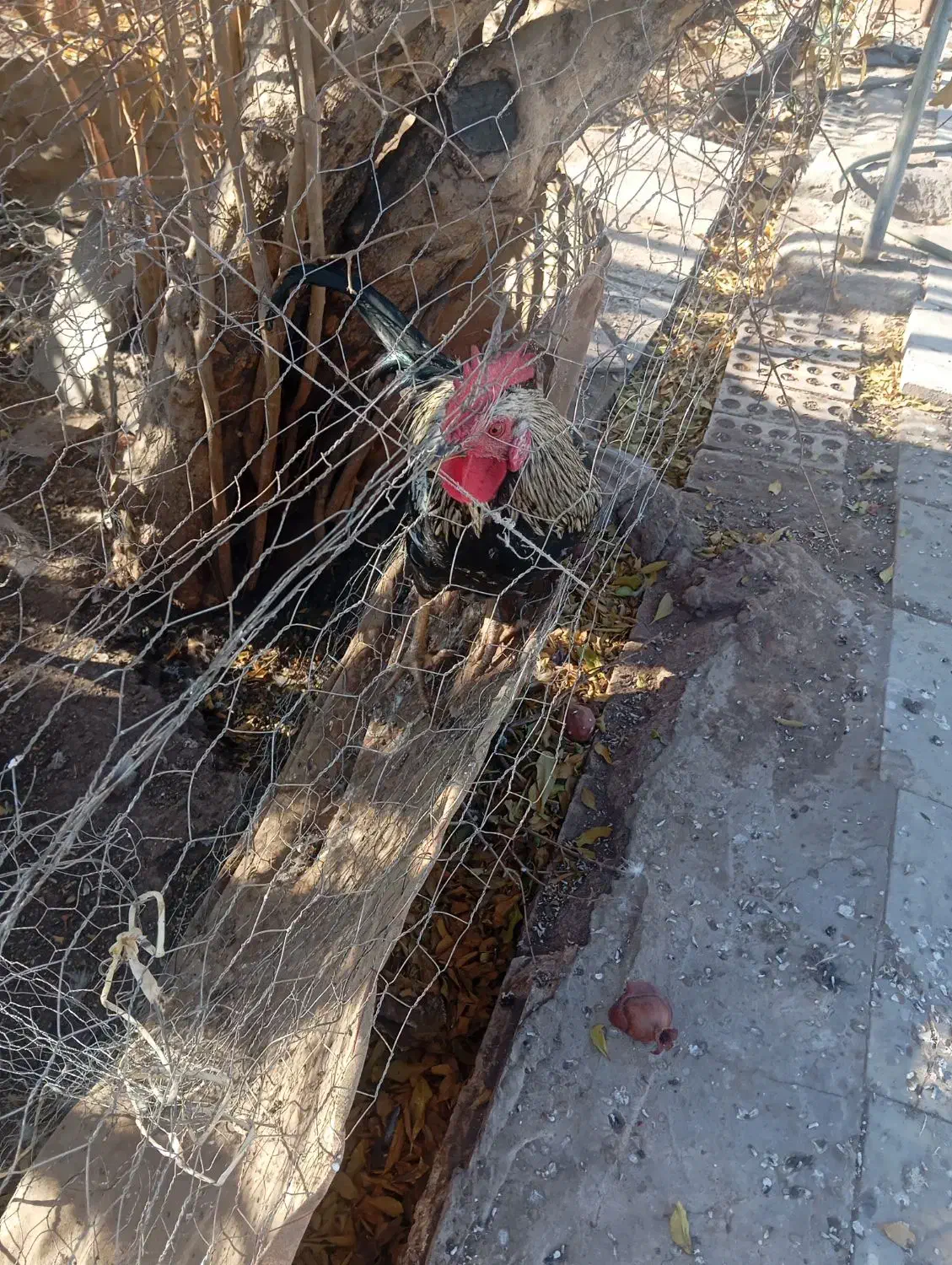 خروس محلی|حیوانات مزرعه|رفسنجان, |دیوار