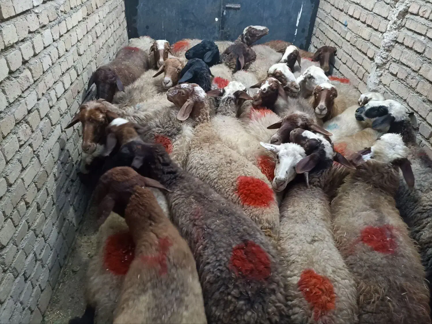 گوسفند بیست و هفت راس جوان ابستنو یک راس قوچ مغان|حیوانات مزرعه|قروه, |دیوار