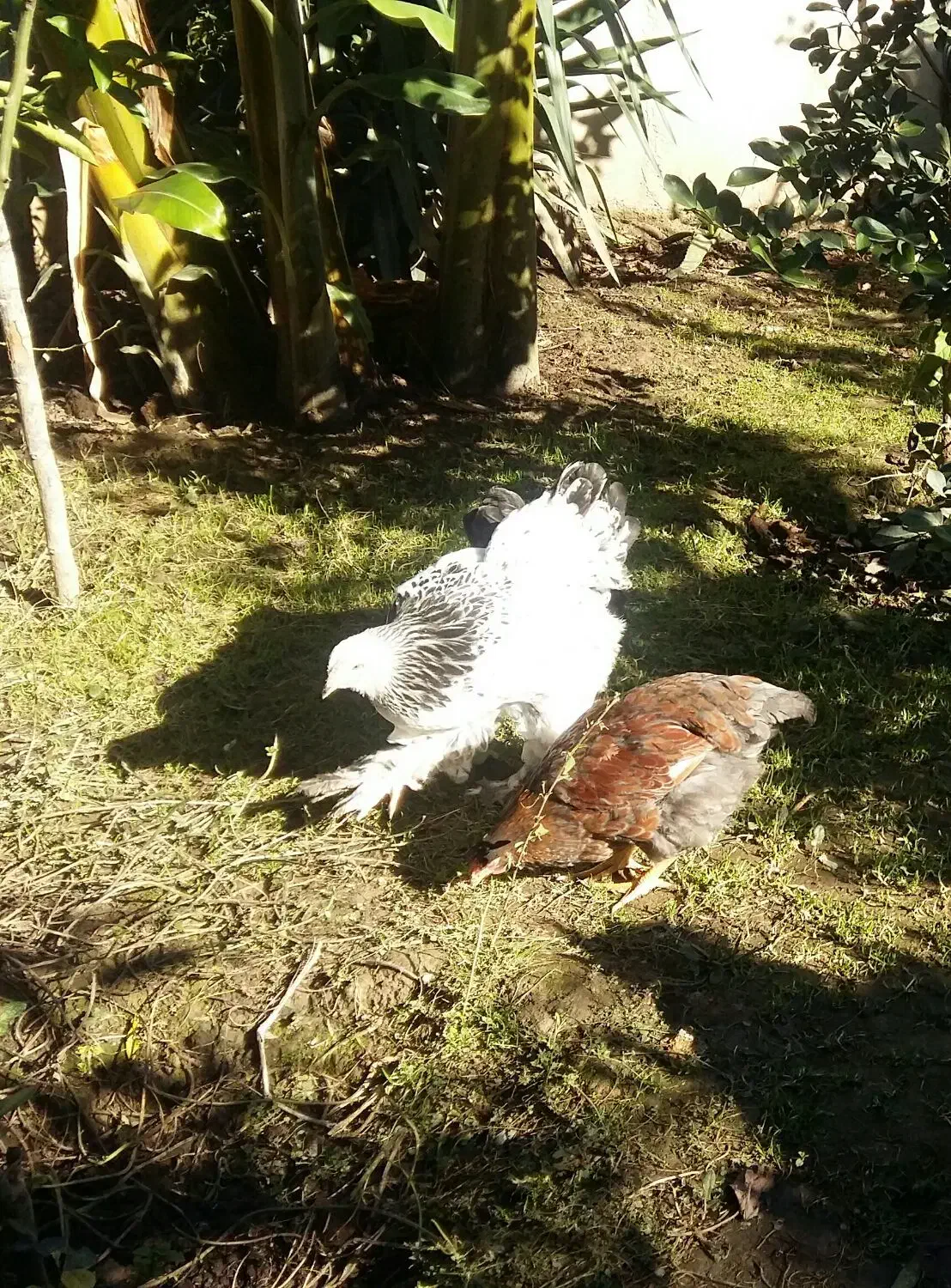 سرگرمی وفراغت|حیوانات مزرعه|امامزاده عبدالله, |دیوار