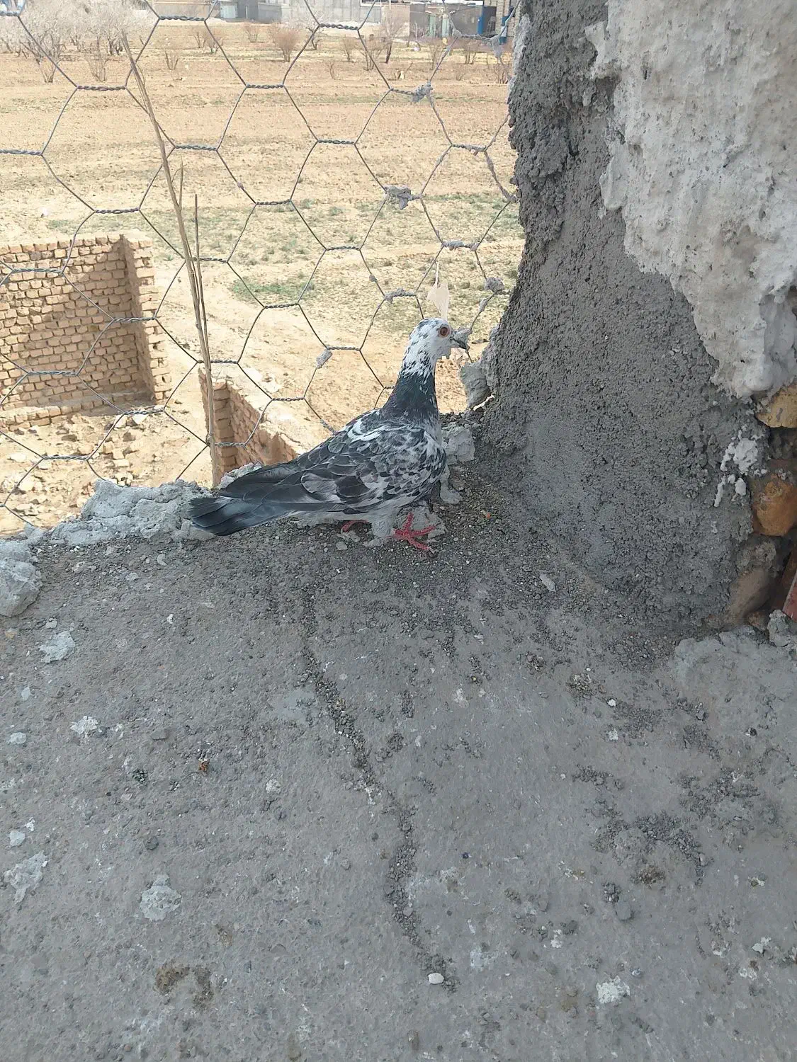 ۵کفتر|پرنده|قائن, |دیوار