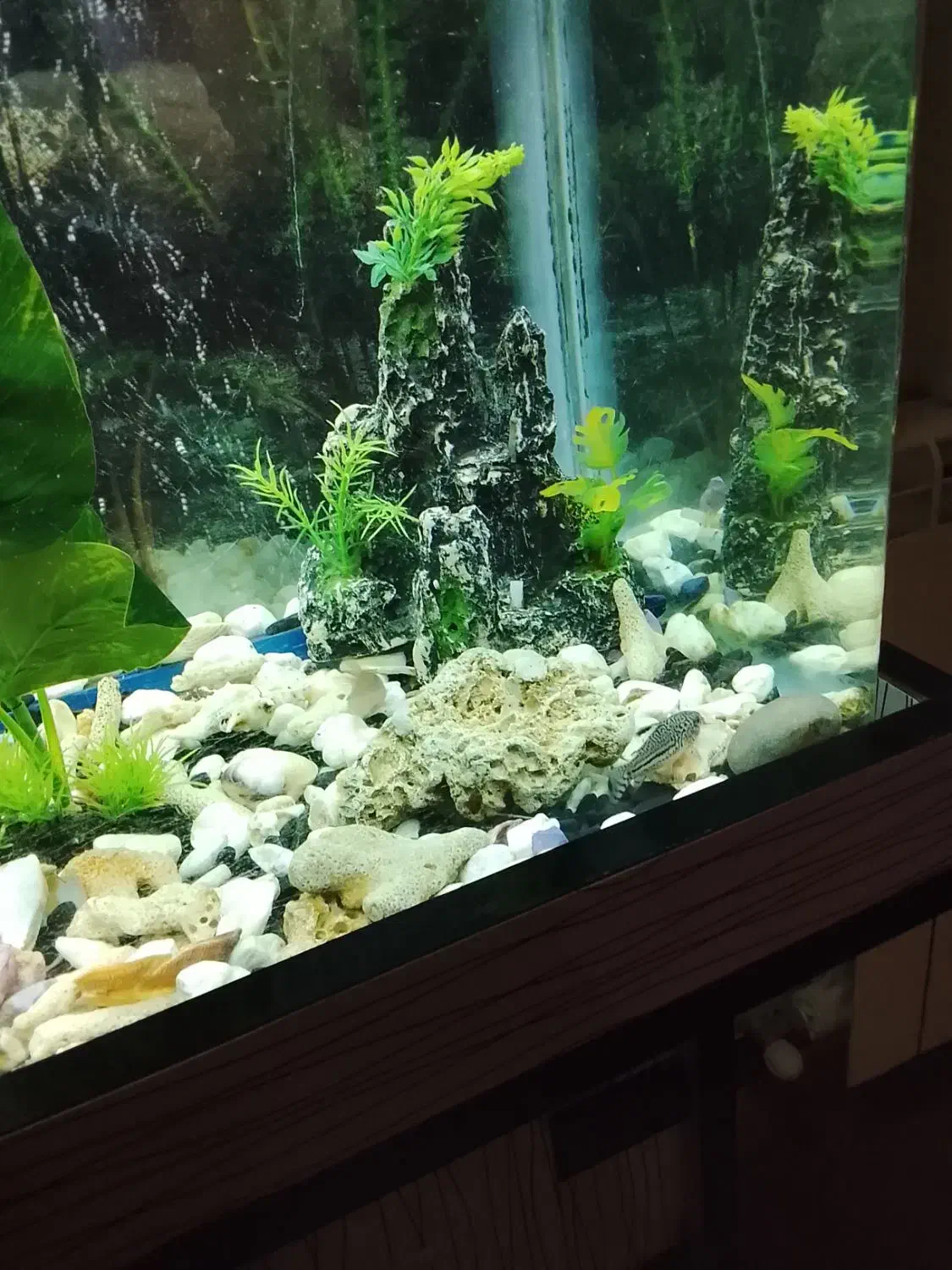 ماهی|ماهی|تهران, خلیج فارس|دیوار