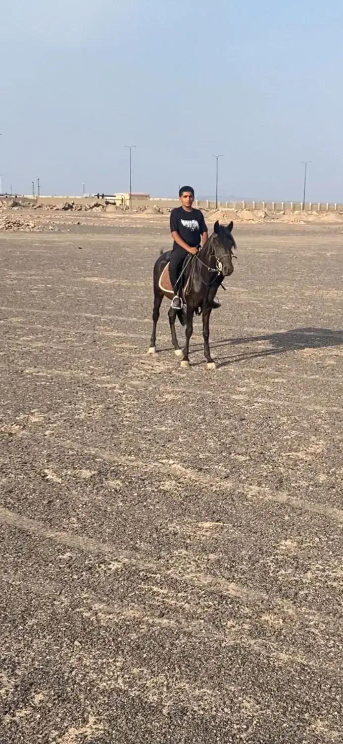 فروش یک راس اسب|اسب و تجهیزات اسبسواری|نرماشیر, |دیوار