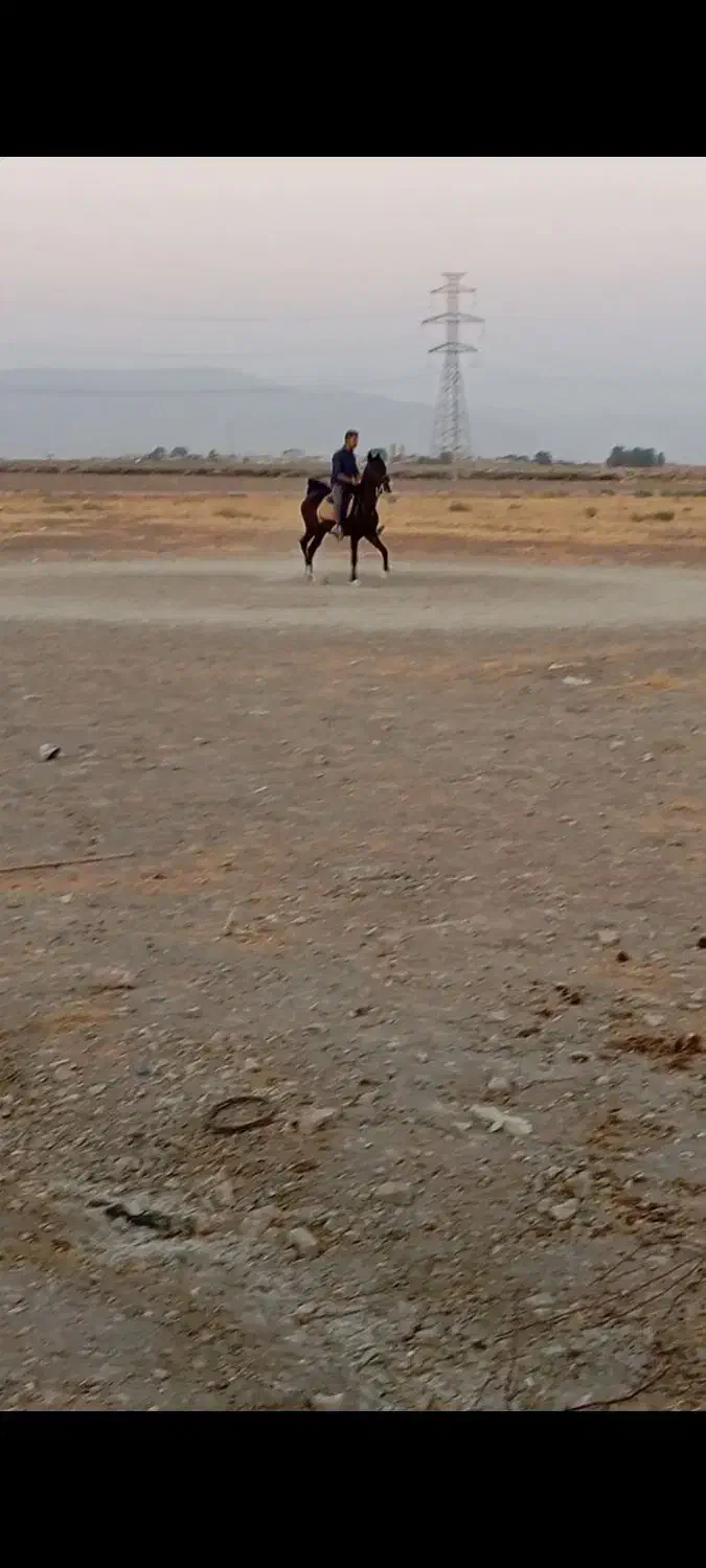 مادیان|اسب و تجهیزات اسبسواری|مرودشت, مجد آباد|دیوار