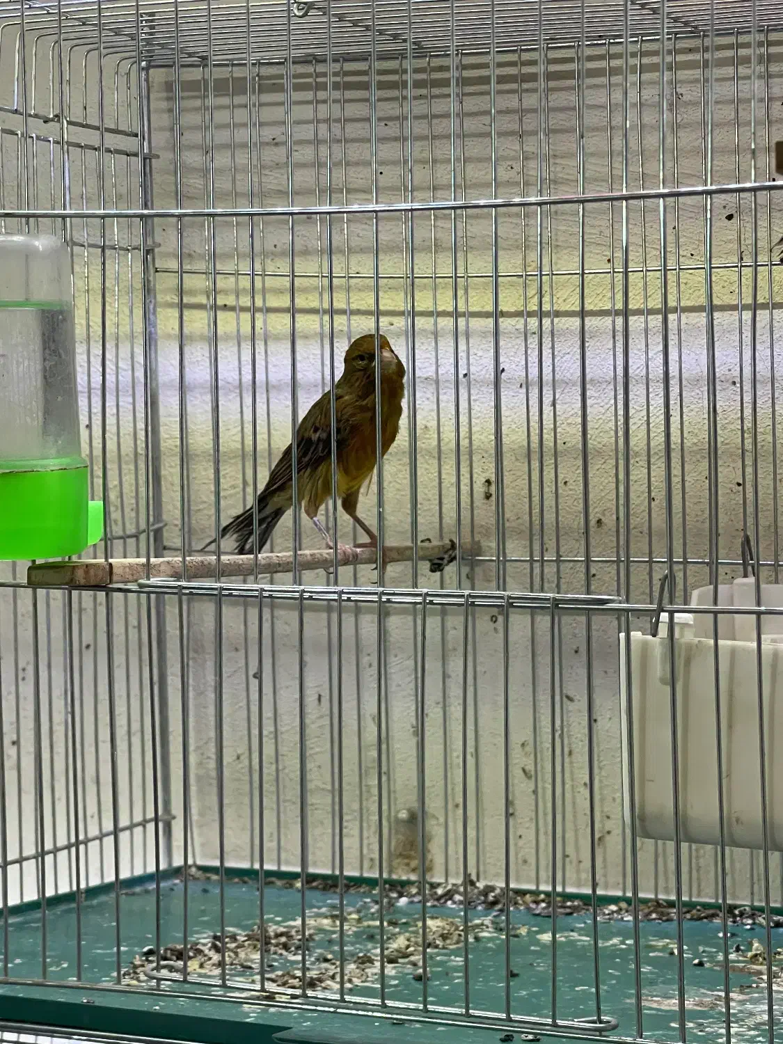 ماده قناری|پرنده|کرمان, |دیوار