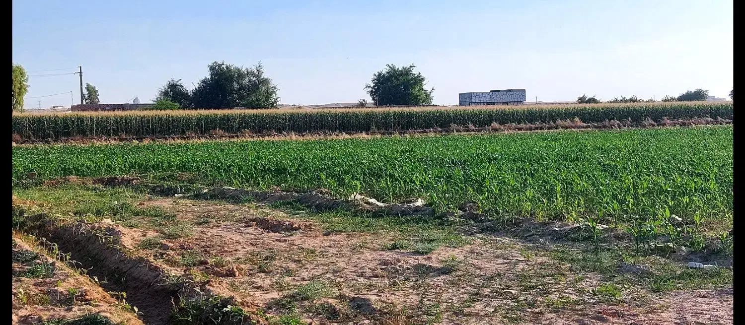 زمین سیامنصور|فروش دفتر صنعتی، کشاورزی، تجاری|دزفول, |دیوار