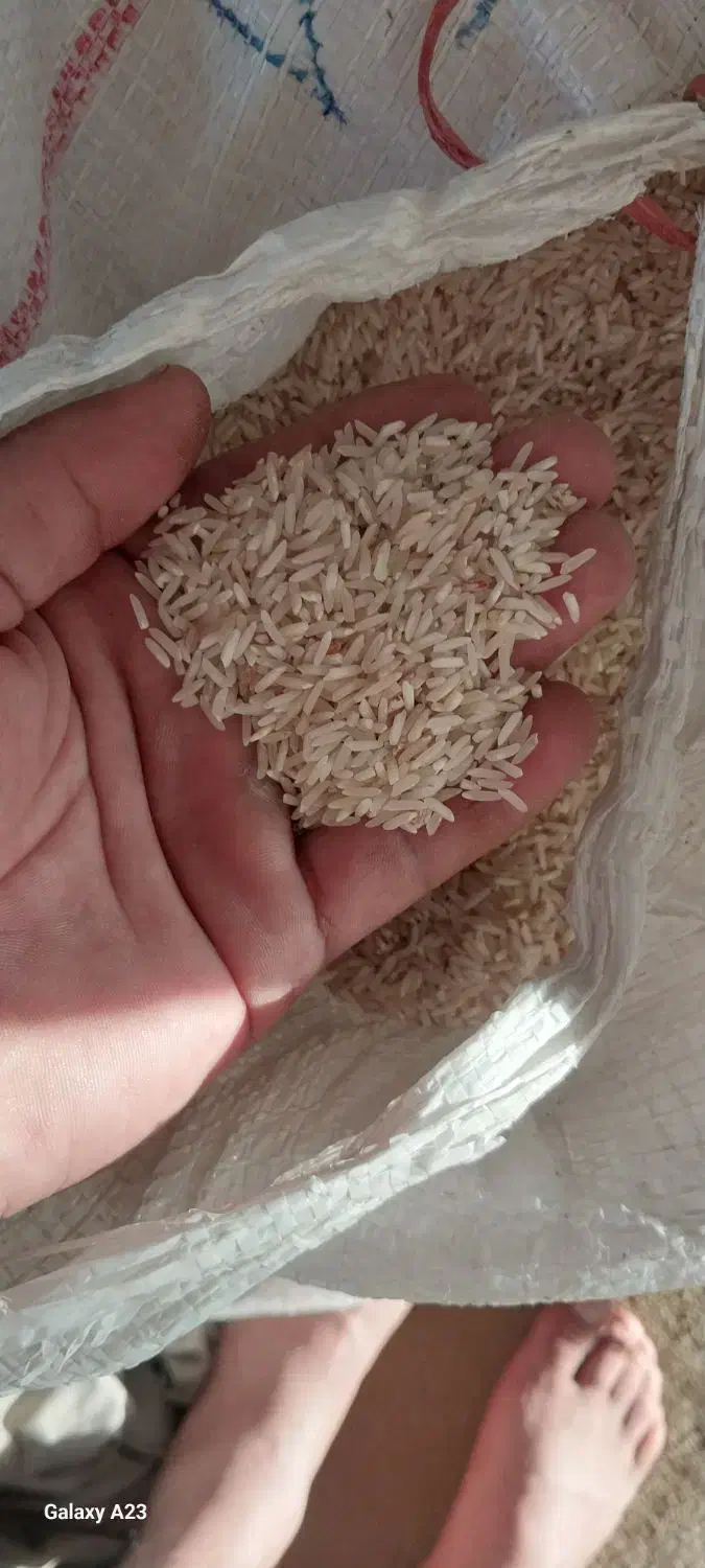 برنج طارم و ضیغمی شیروان|خوردنی و آشامیدنی|کارزان, |دیوار