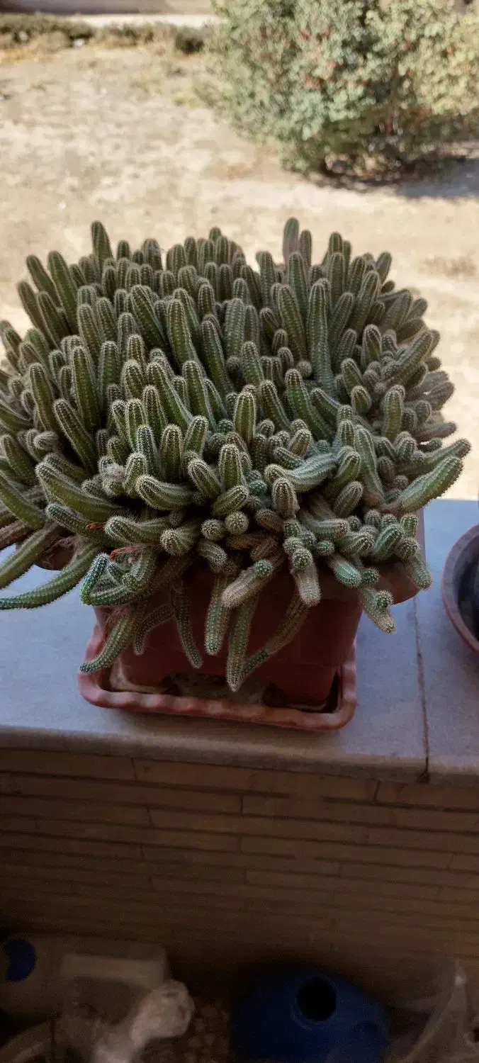 گل کاکتوس|گل و گیاه طبیعی|فولادشهر, B6|دیوار