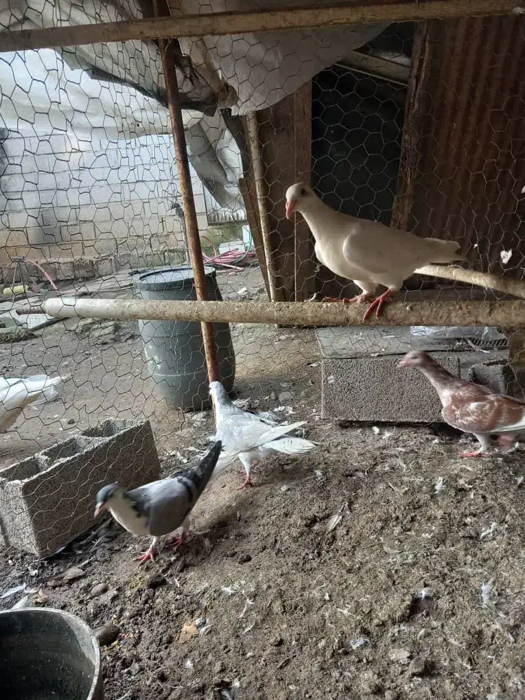 کبوتر نامه بر (مسافتی) شهرستان|پرنده|آمل, |دیوار