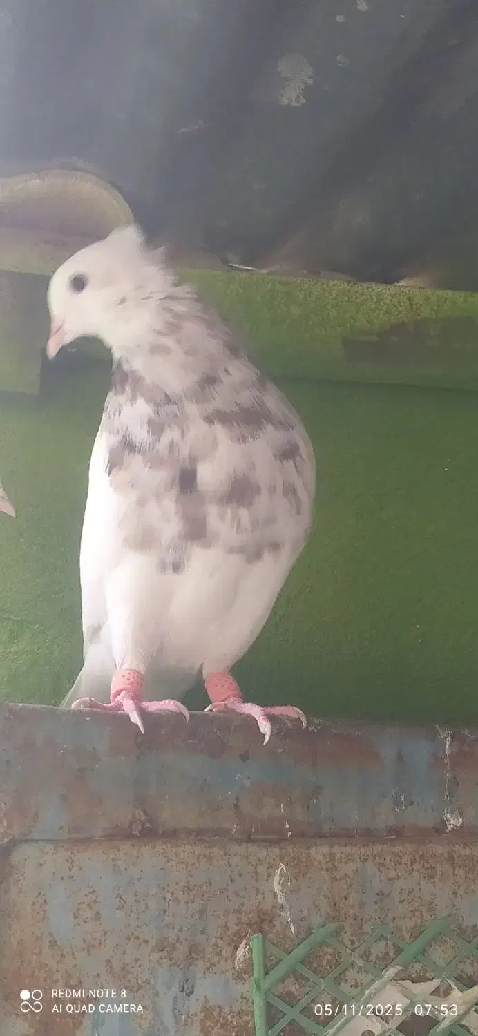 طوقی نر شکلاتی|پرنده|آبپخش, |دیوار