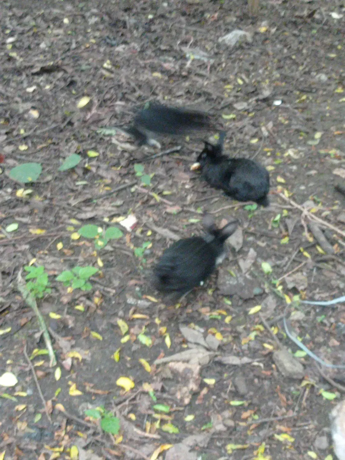 خرگوش|موش و خرگوش|سیاهکل, |دیوار