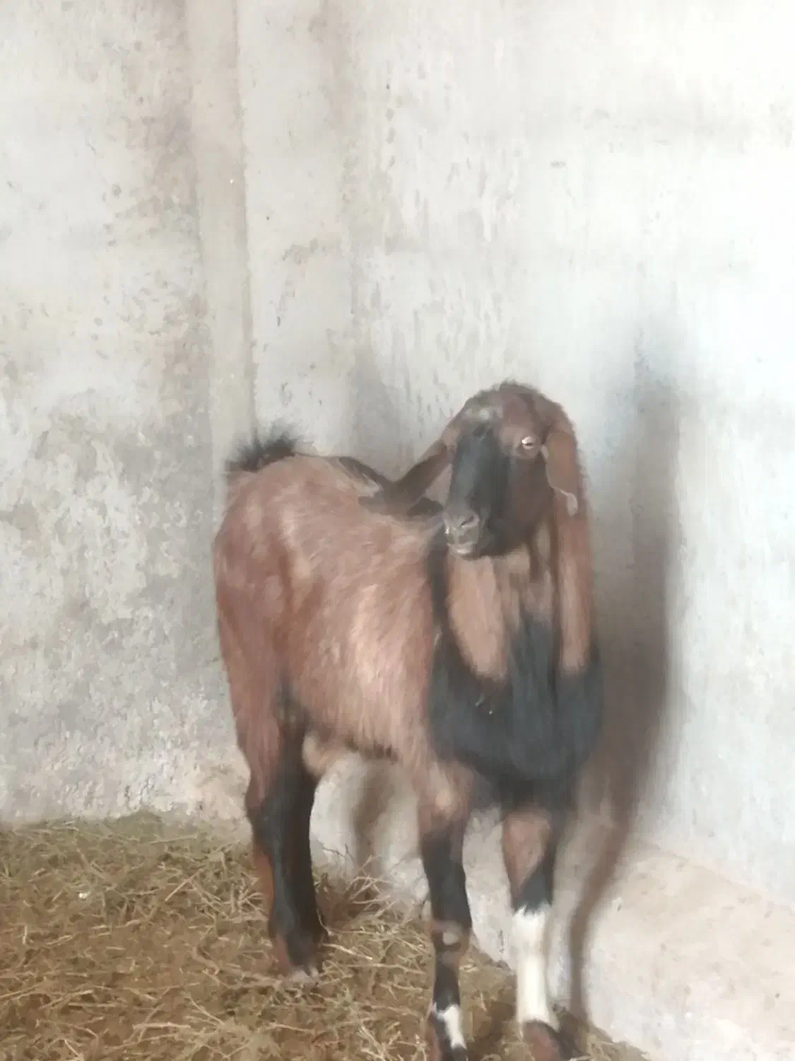 کل بز تخمی|حیوانات مزرعه|شاهرود, |دیوار