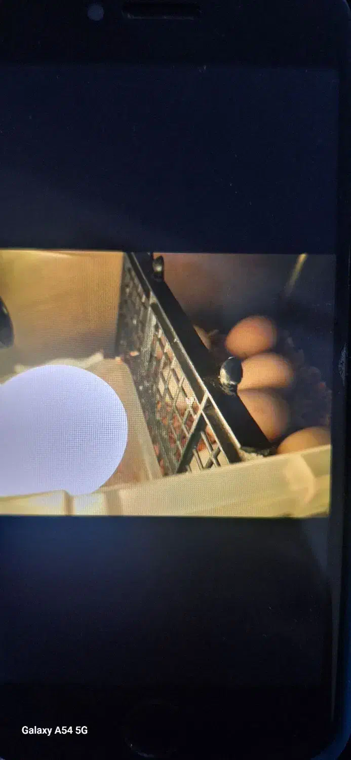 دستگاه جوجه کشی|لوازم جانبی حیوانات|نیشابور, هفده شهریور|دیوار