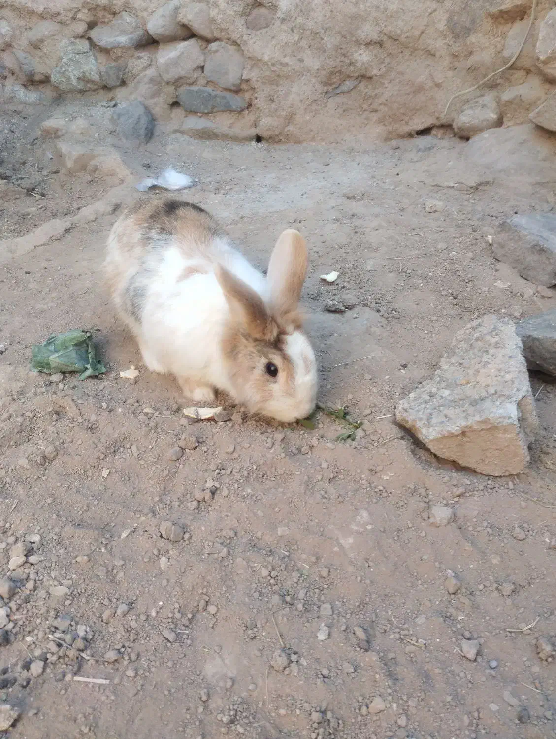 خرگوش نر|موش و خرگوش|نیشابور, مازول|دیوار