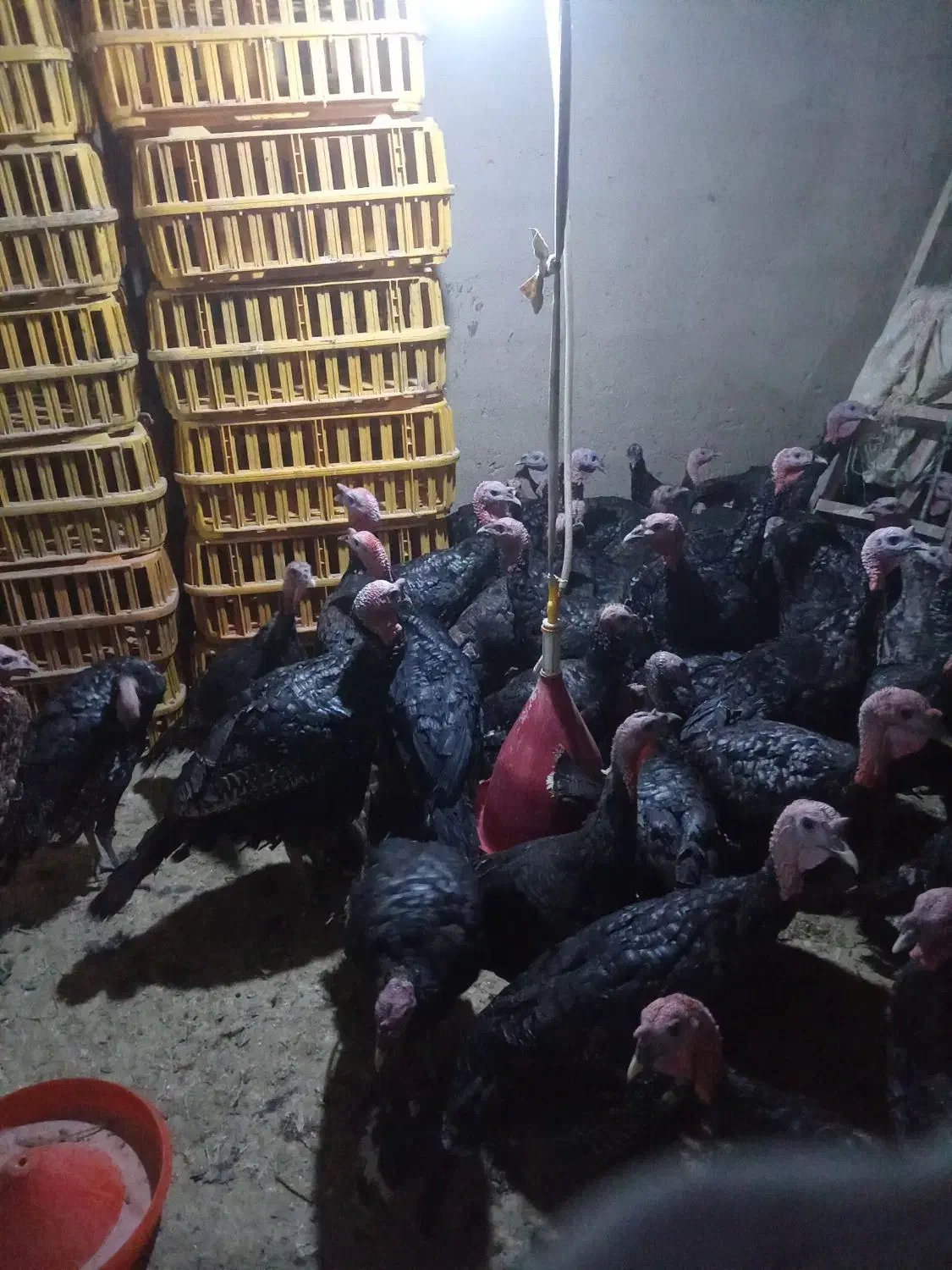 فروش بوقلمون محلی|حیوانات مزرعه|تهران, مسگرآباد|دیوار