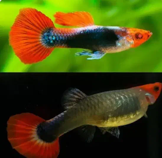 ماهی گوپی مولی پلاتی کالر زبرا آنجل میگو آکواریوم|ماهی|تهران, امام زاده حسن|دیوار