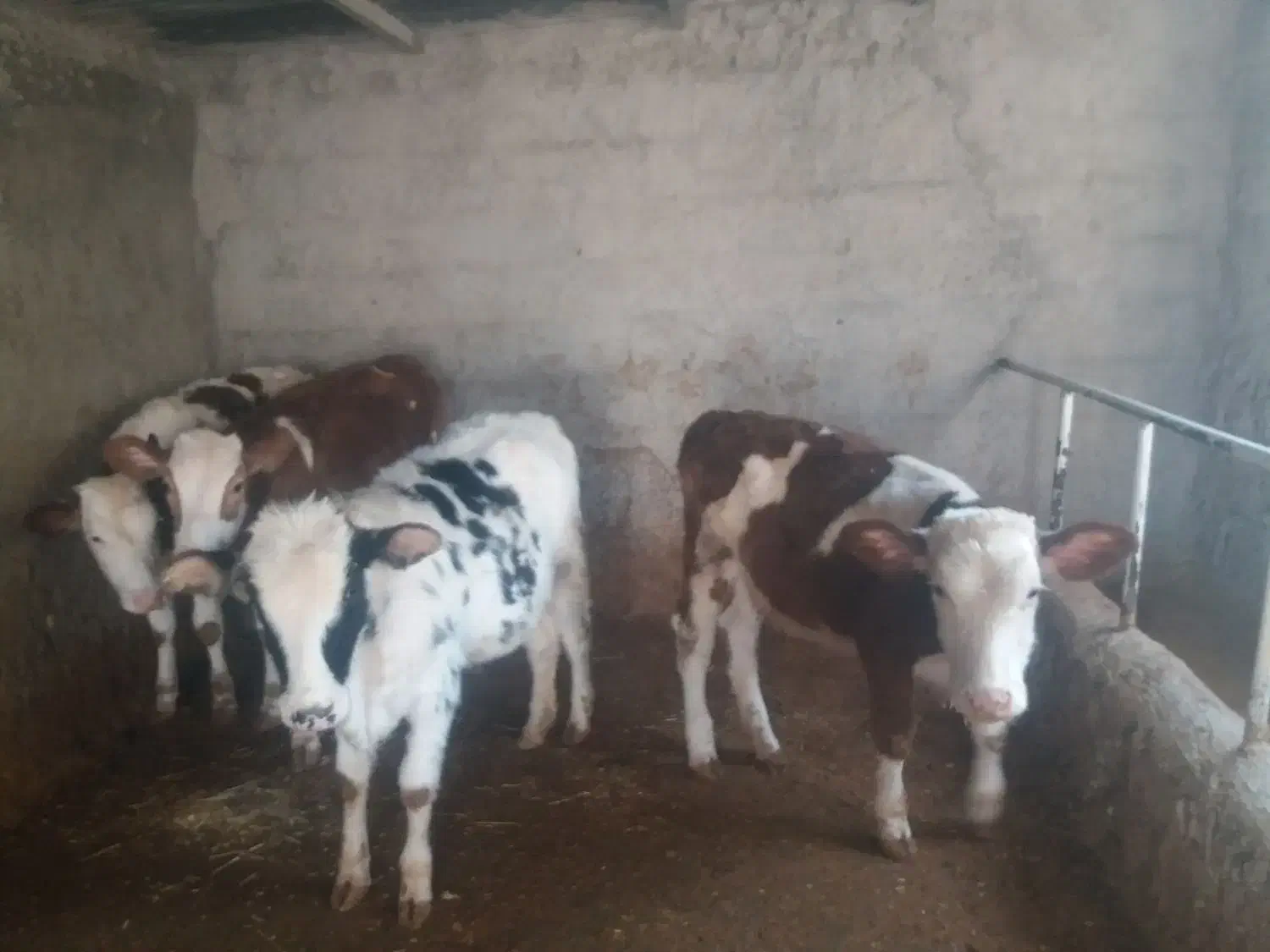 گوساله سیمینتال|حیوانات مزرعه|کارزان, |دیوار