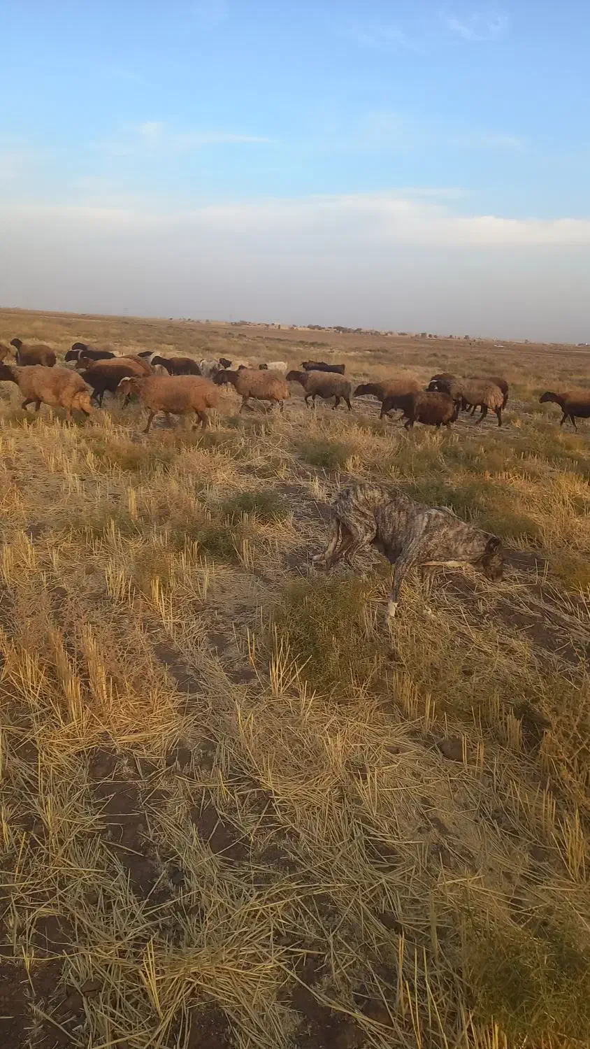 سگ ماده گله|سگ|اسحاق آباد, |دیوار